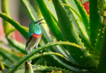 Aloe vera: Must-have în îngrijirea personală