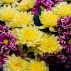 Ghid practic pentru pasionații de Crizanteme: plantare și îngrijire