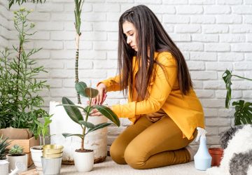 Cum să-ți decorezi casa cu plante de interior